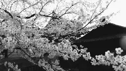 ㅤׄ   g⍺ᩙᰰ𐐲dᧉꬻׄ᷼    