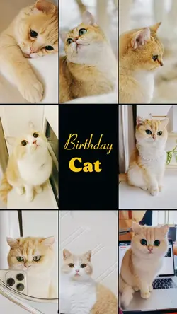 Birthday Cat 
