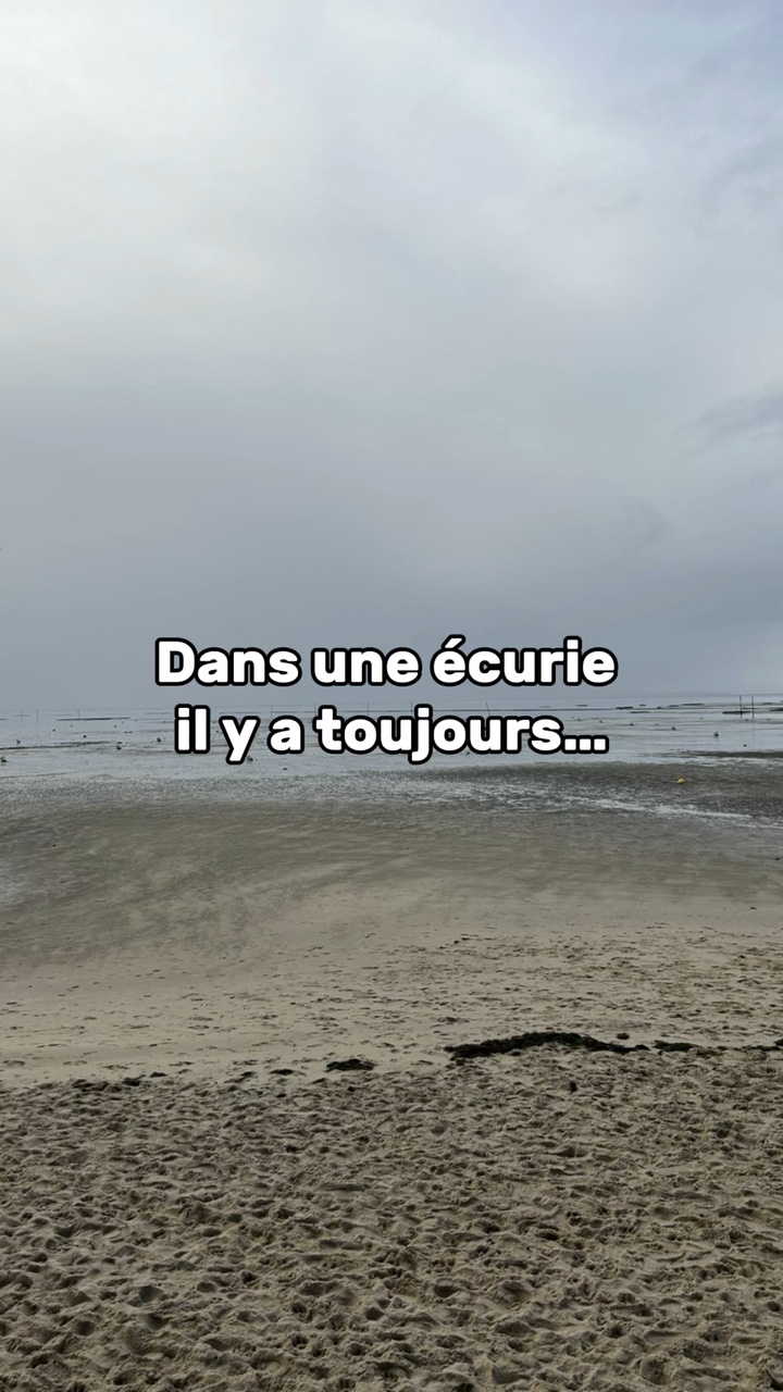 Dans une écurie…