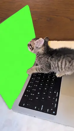 cat licking meme
