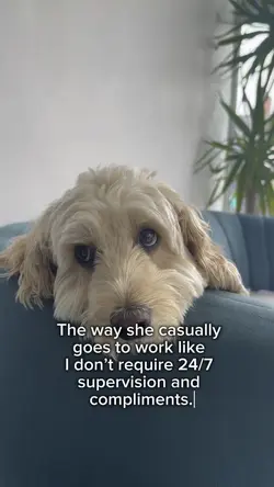 Dog template
