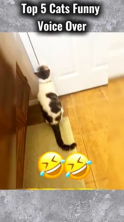 Cats funny