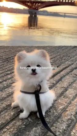 little bestfriend