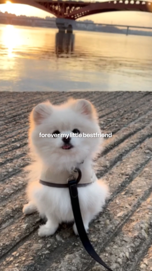 Pequeño mejor amigo 