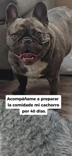 Cachorro Saludable