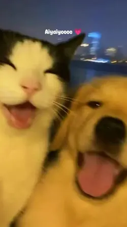 Aiyaiyoooo