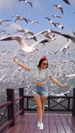 Aves