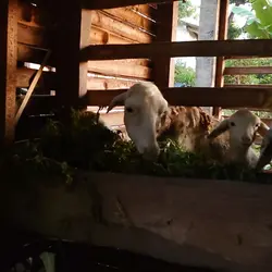 jedag jedug kambing 