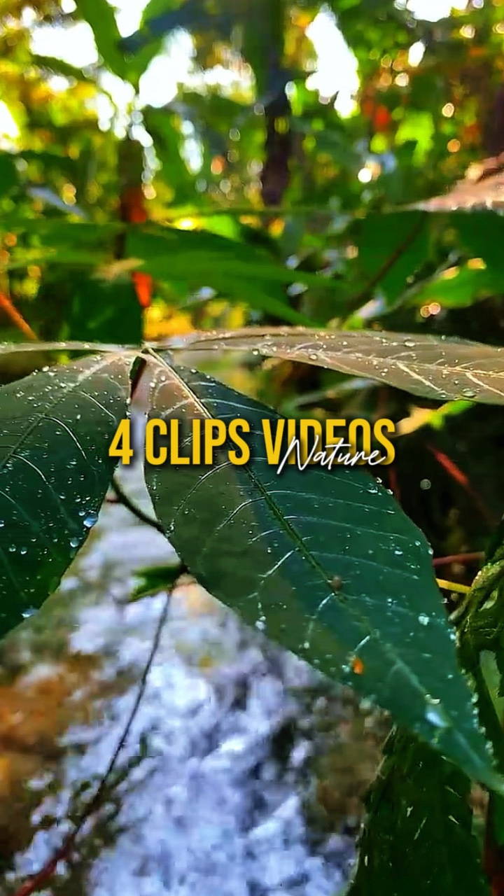 4 Videos Nature