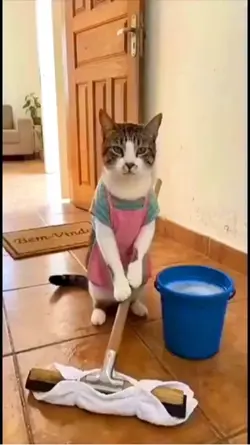 fighting cat