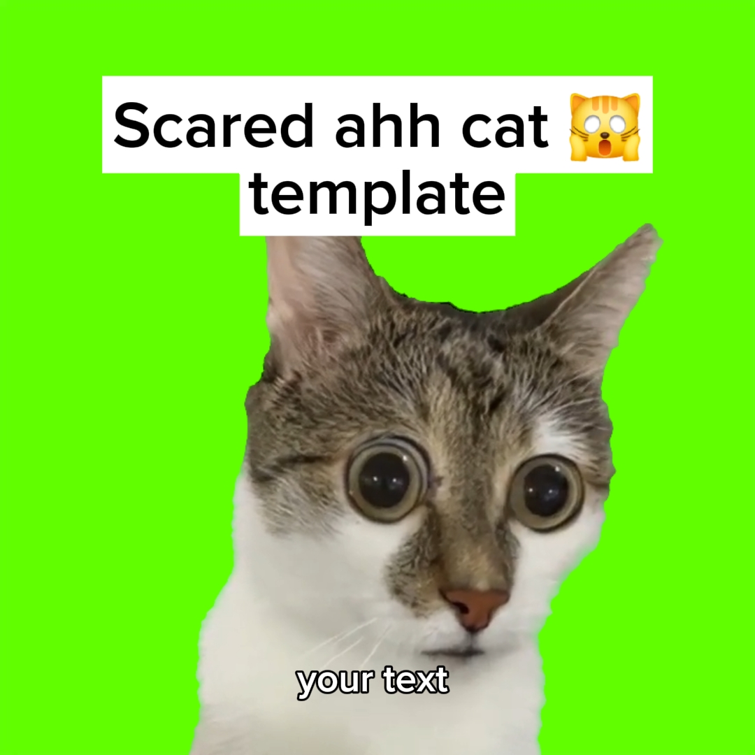 Cat Scared eyes 