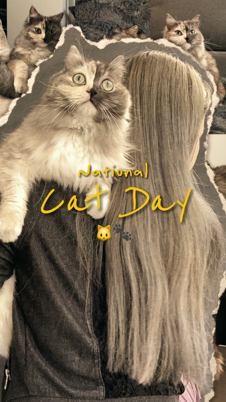 Katzentag 🐾🐱