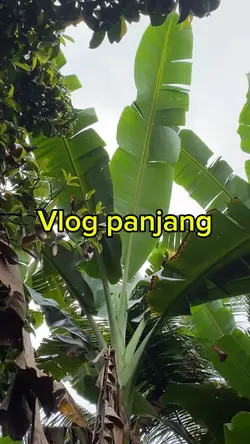 Vlog panjng