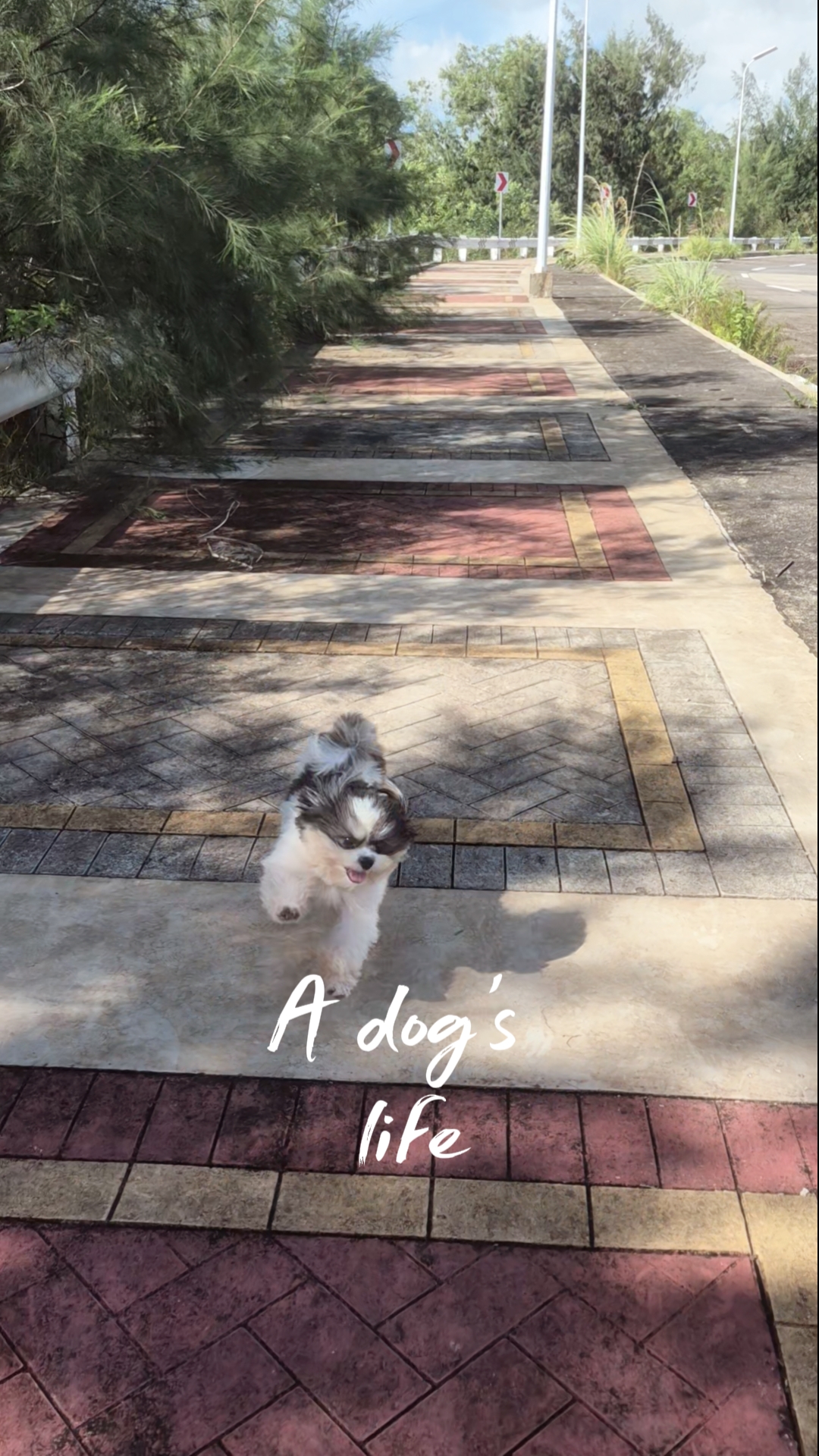 LA VIDA DE UN PERRO