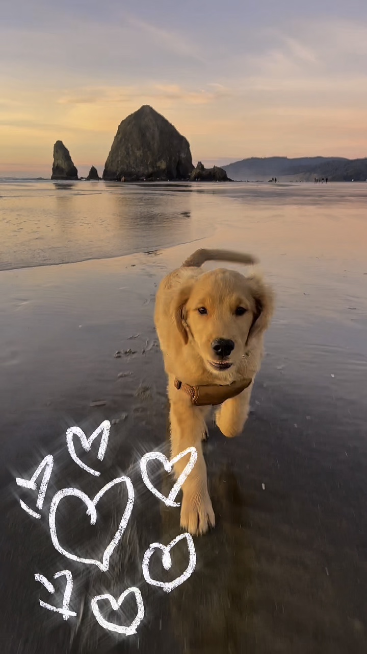 강아지