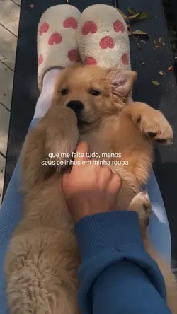Amor por pet