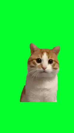 oi funny cat meme