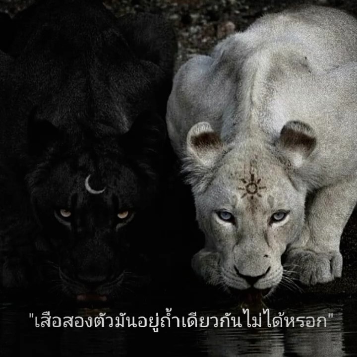 เสือสองตัว
