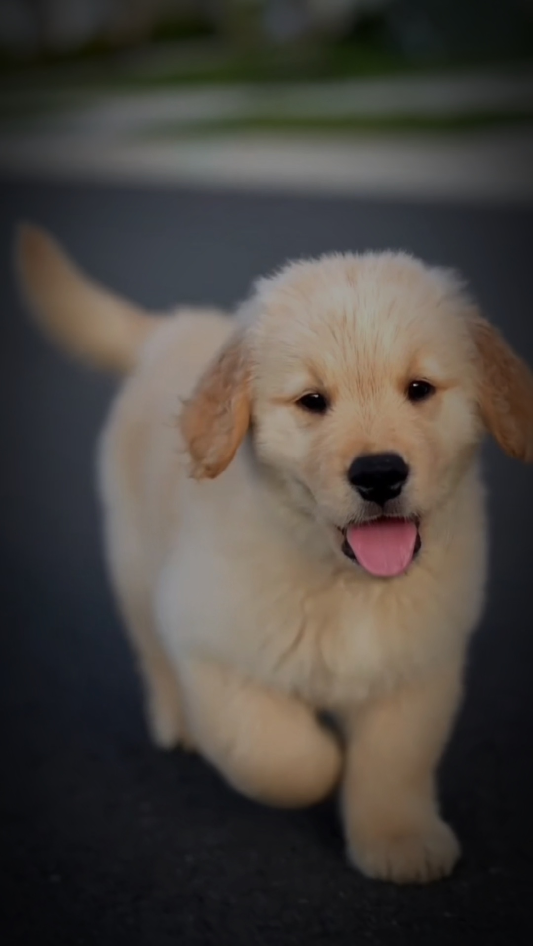 Lento Bé Cún Lindo