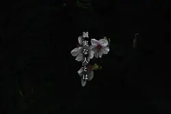誠実さと覚悟