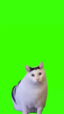 kucing greenscreen
