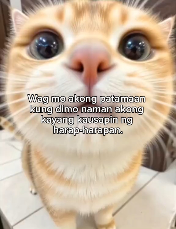 kota kak