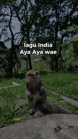 lagu India viral 