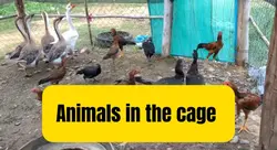 Animals in the cage
