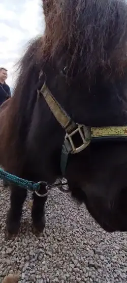 Horse edit
