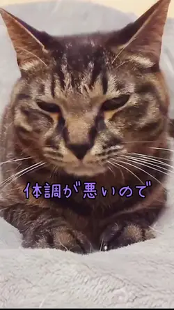 猫ちゃん病院