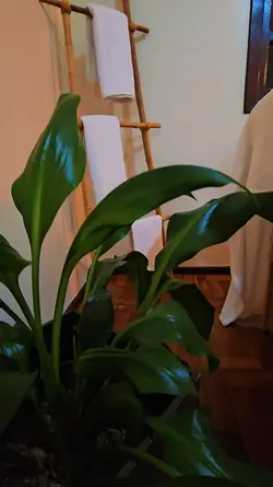 Massagem e estética 