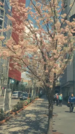 Filter | Japan Vibes