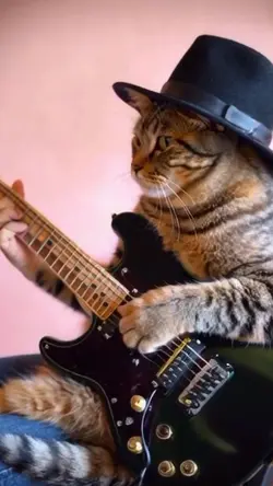 Cat play guitar 