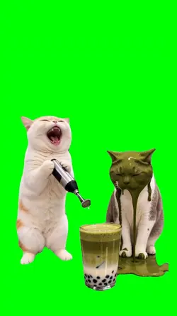 CATS AND MATCHA