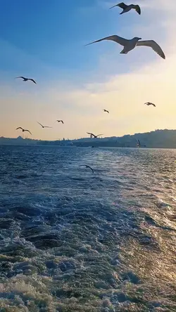 trend yeni şablon