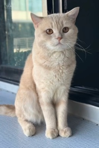 Gato 