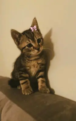 cute cat