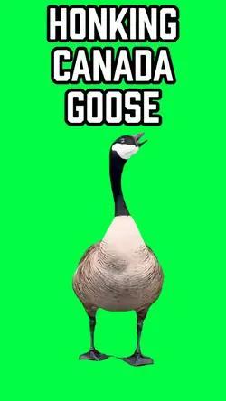 HONKING CANADA GOOSE
