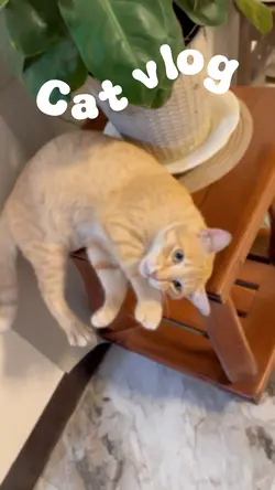 Cute cat vlog 