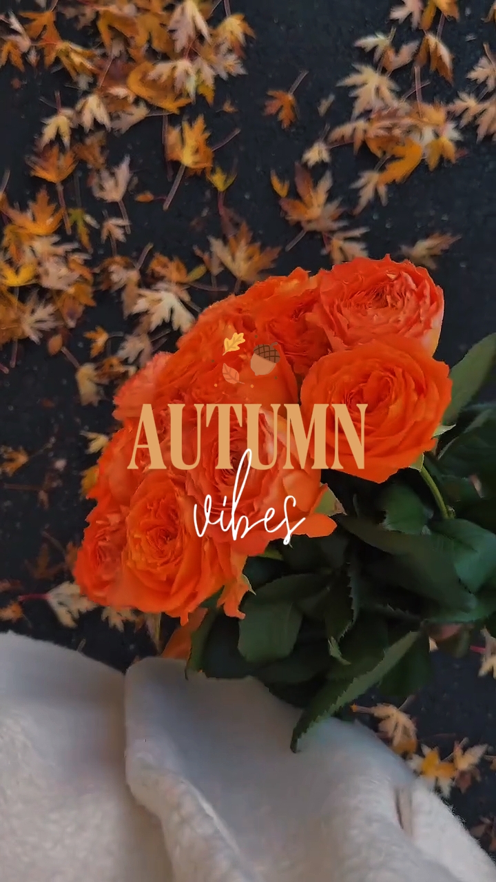 Autumn Vibes
