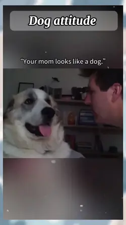 dog attitude