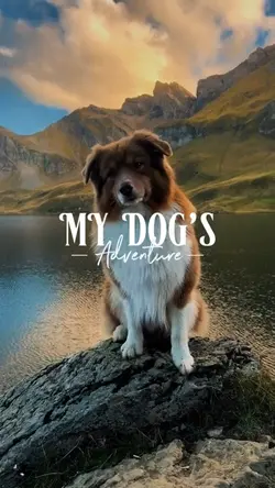 Dog moments