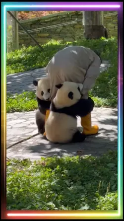 panda moments