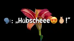 Aufblühen🥹🤞🏼