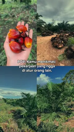 petani sawit muda 