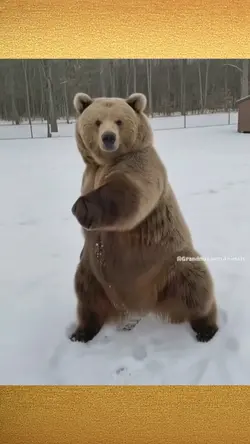 Bear Dance