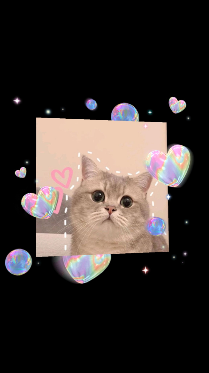 고양이 사랑