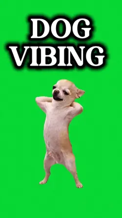 DOG
VIBING 