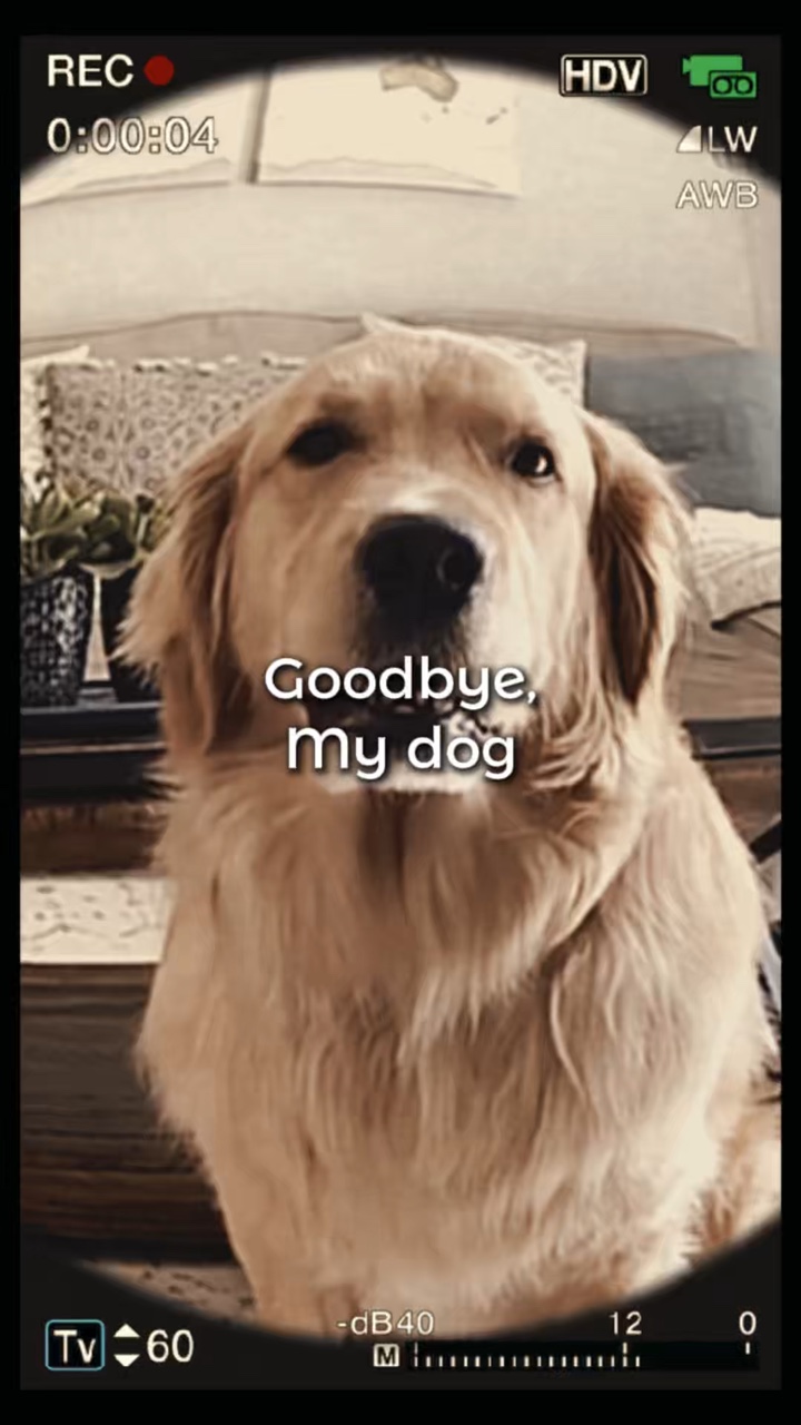 Adiós, mi perro 