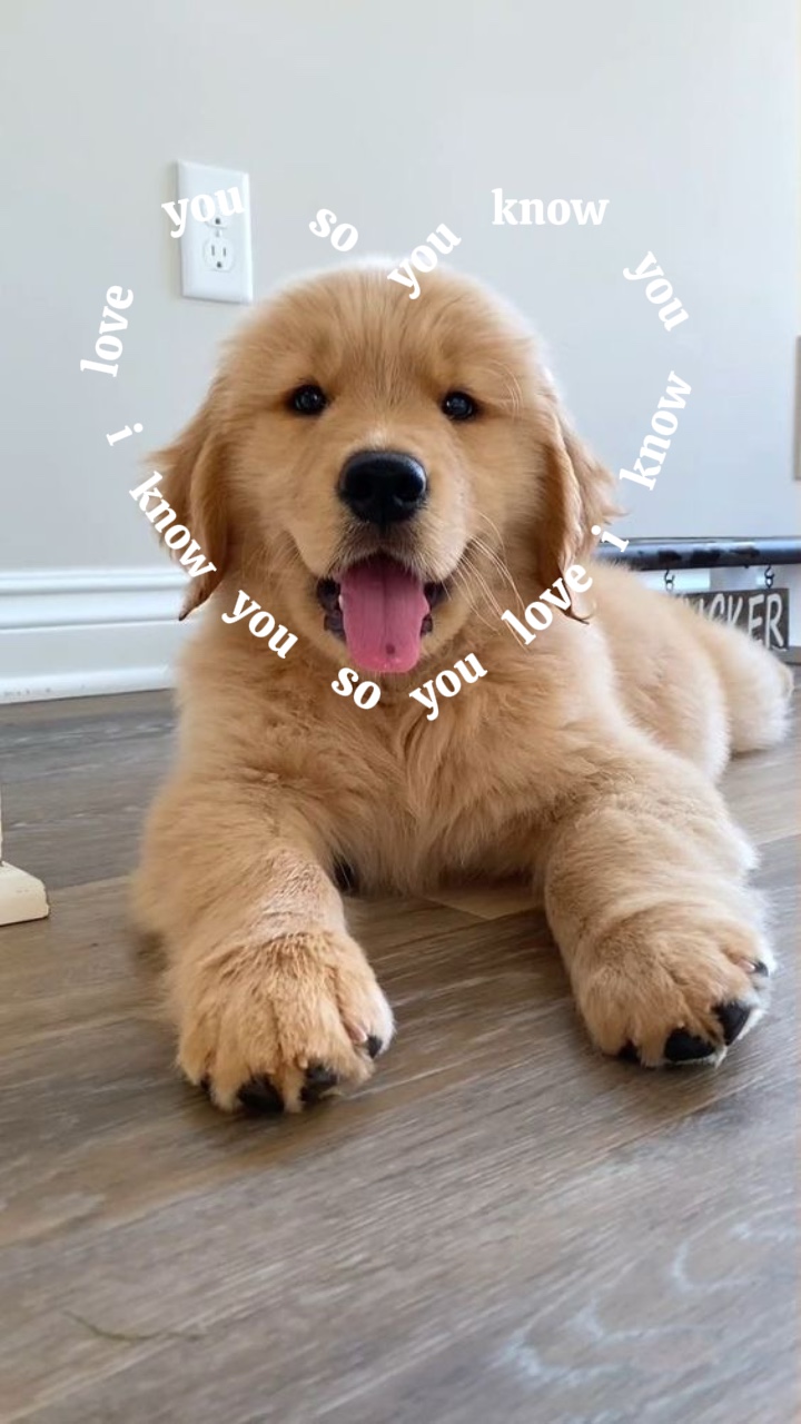 Letras De Mascotas💌